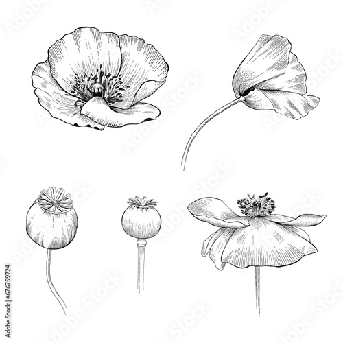 Set of  poppy flowers.  Vector illustration in line art style