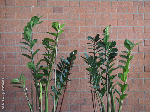 zamia sc. name Zamia furfuracea plant photo