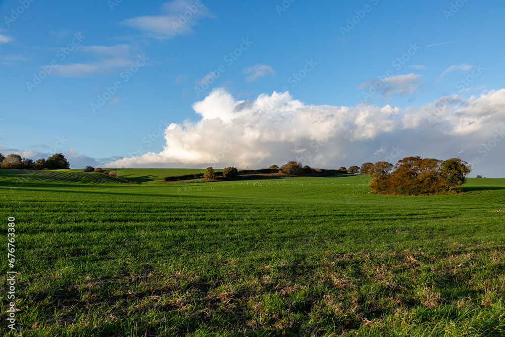 Green fields and distant sheep in rural Sussex Green fields and distant sheep in rural Sussex