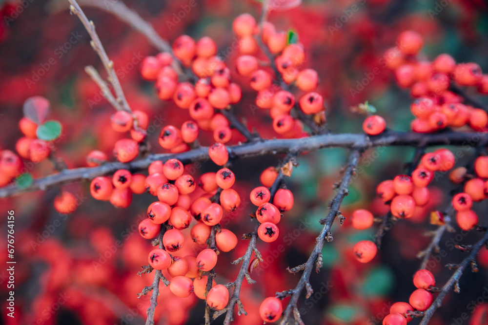 Plants of creeping cotoneaster with many bright green shiny leaves, red berries.A large bush grows in the park. An ornamental plant. Plants of creeping cotoneaster with many bright green shiny leaves, red berries.A large bush grows in the park. An ornamental plant.