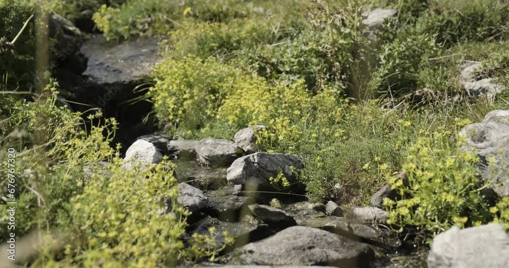 Yellow flowers succulent plants beside mountain stream on Italian Alps Yellow flowers succulent plants beside mountain stream on Italian Alps