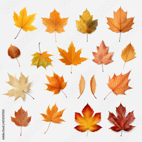 autumn leaves isolated on transparent background