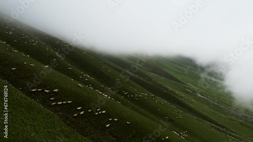Flock Of The Sheep On The Green Mountain