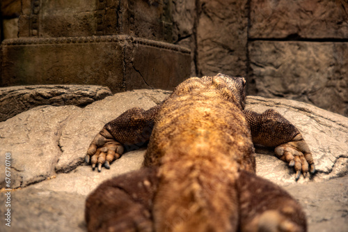 Photograph of a specimen of Komodo dragon, also called Komodo monster and Komodo monitor at the Mandalay Bay Resort and Casino on the Las Vegas Strip. photo