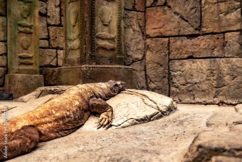 Photograph of a specimen of Komodo dragon, also called Komodo monster and Komodo monitor lizard sleeping on a rock at the Mandalay Bay Resort and Casino on the Las Vegas Strip. photo