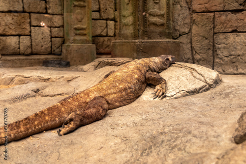 Photograph of a Komodo dragon, also called Komodo monster and Komodo monitor resting on a stone at the Mandalay Bay Resort and Casino on the Las Vegas Strip. photo