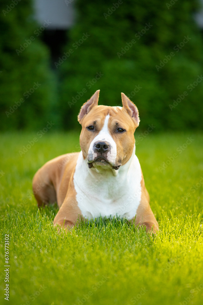 American Staffordshire Terrier on a walk