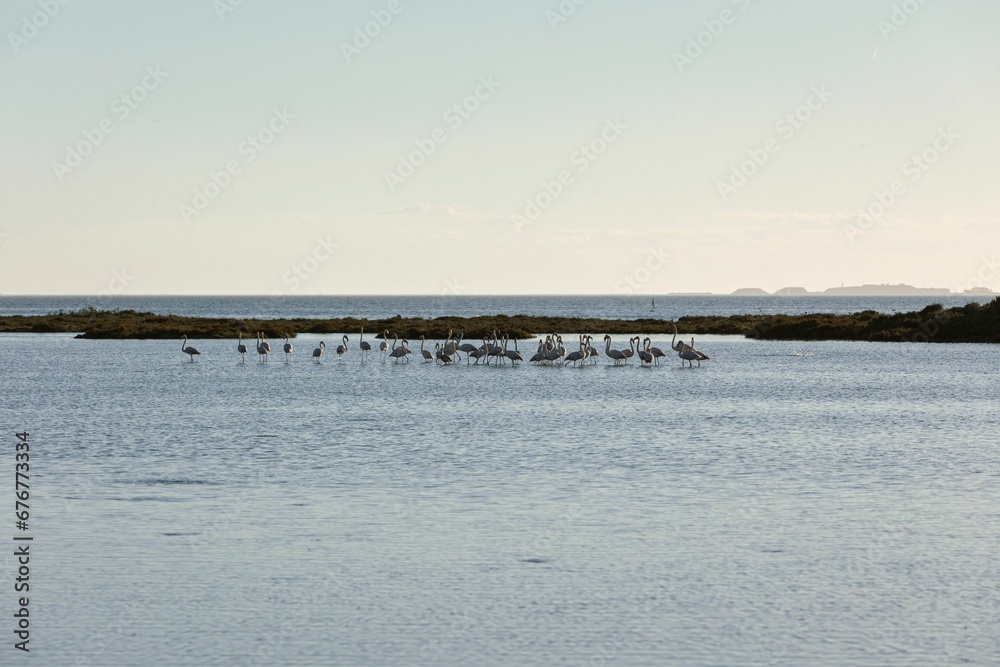 Flock of aquatic birds walking on the surface of a tranquil lake.