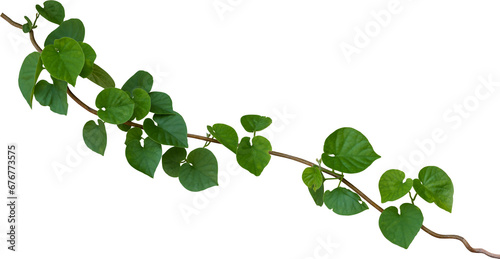 Vine plant, Branch creeper leaf green, Liana tropical nature.