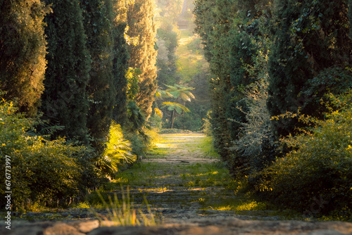 Fototapeta Naklejka Na Ścianę i Meble -  Palmier éclairer par un rayon de soleil le bout d'une rangé de pin, Domaine du Rayol, Le jardin des méditerranées
