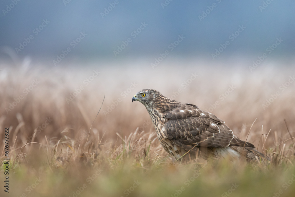 Birds of prey Goshawk Accipiter gentilis juvenile bird hunting time Poland Europe juvenile bird sitting on the meadow
Birds of prey Goshawk Accipiter gentilis juvenile bird hunting time Poland Europe juvenile bird sitting on the meadow