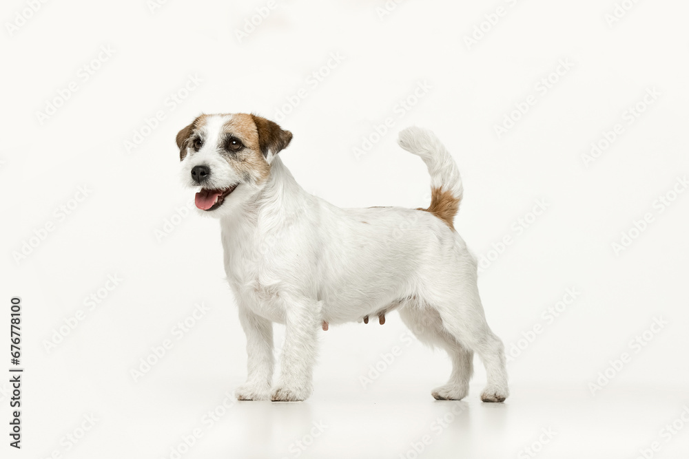 Jack Russell Terrier on a white background Jack Russell Terrier on a white background