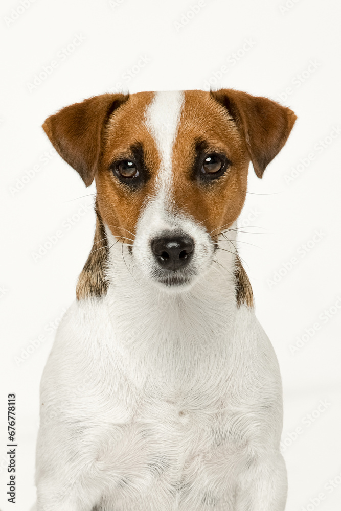 Jack Russell Terrier on a white background Jack Russell Terrier on a white background