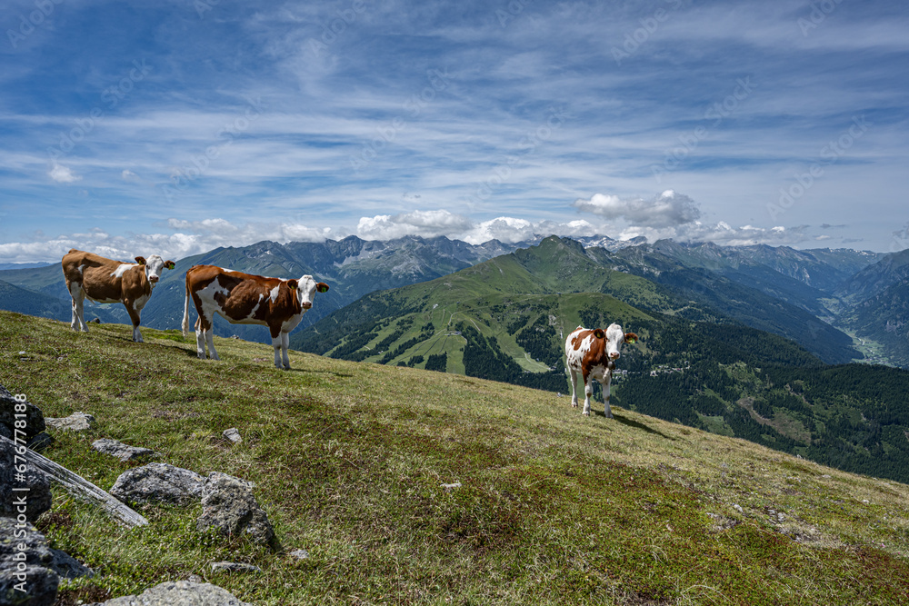 Kühe in den Alpen Kühe in den Alpen