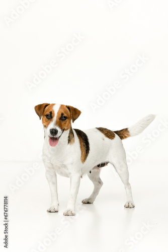 Jack Russell Terrier on a white background © Игорь Олейник