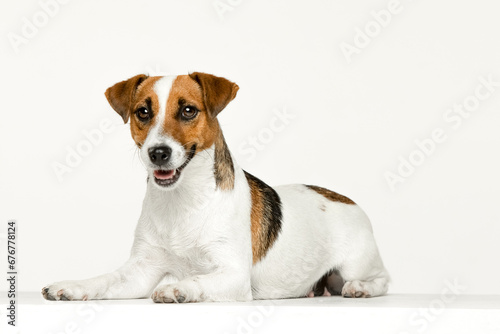 Jack Russell Terrier on a white background © Игорь Олейник
