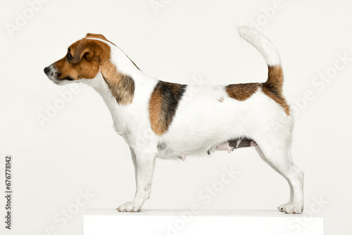 Jack Russell Terrier on a white background