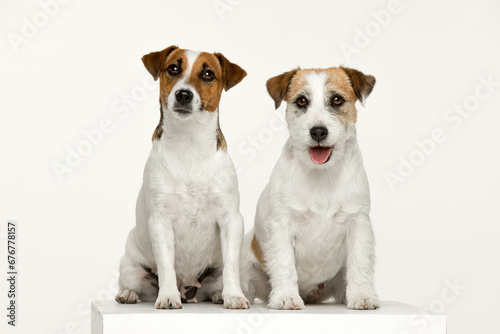 Jack Russell Terrier on a white background © Игорь Олейник