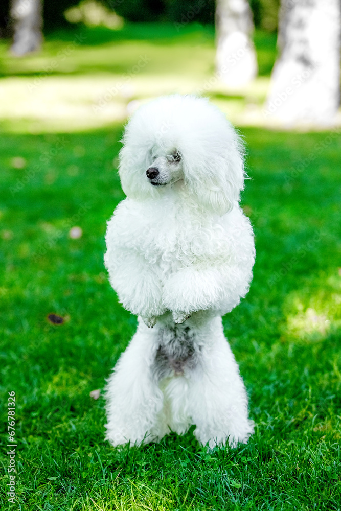 Poodle on a walk in the park Poodle on a walk in the park