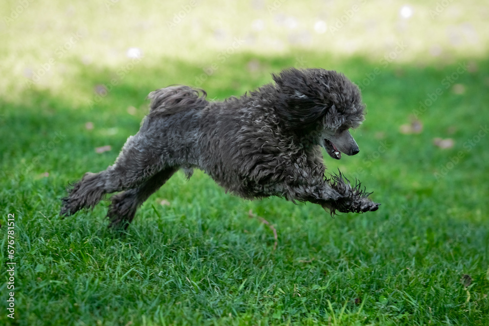 Poodle on a walk in the park