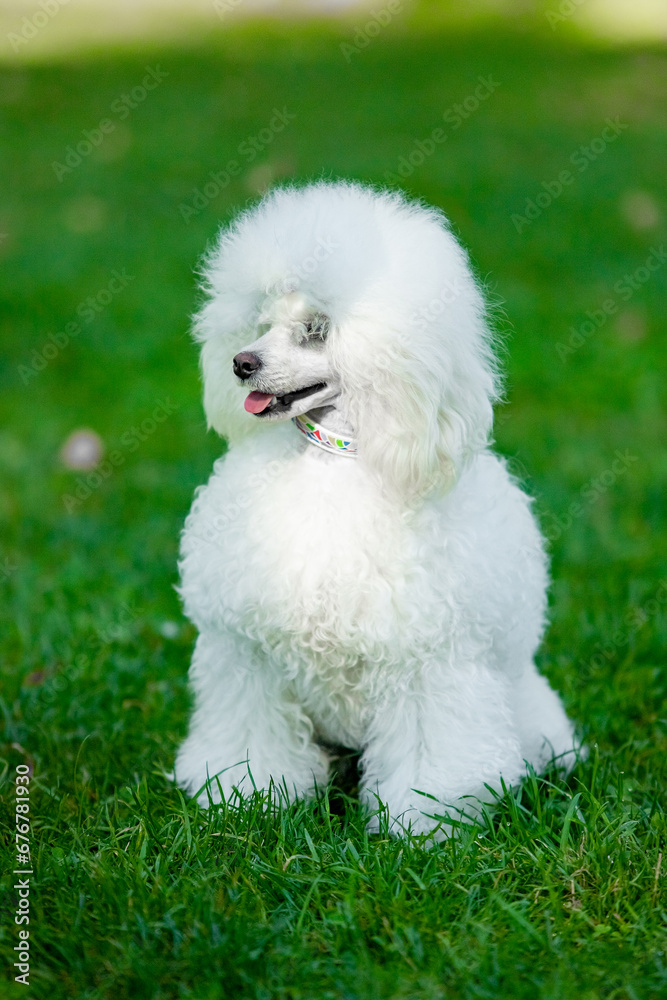 Poodle on a walk in the park