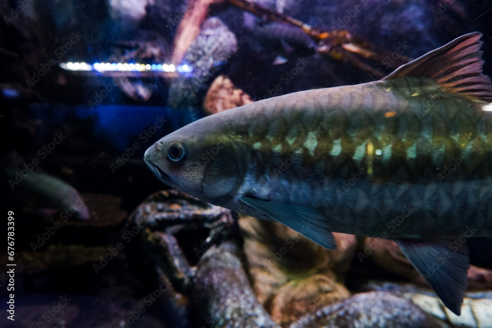 Selective focus of blue mahseer fish swimming in a deep aquarium. Great for educating children about marine animals. Selective focus of blue mahseer fish swimming in a deep aquarium. Great for educating children about marine animals.