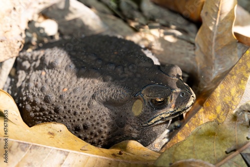 The Asian toad is grey-black, fat, and has rough, dry skin.  Lying quietly in a pile of dry leaves on the ground. photo