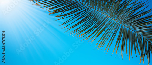 leaves of an unusual tropical palm tree on a blue background 