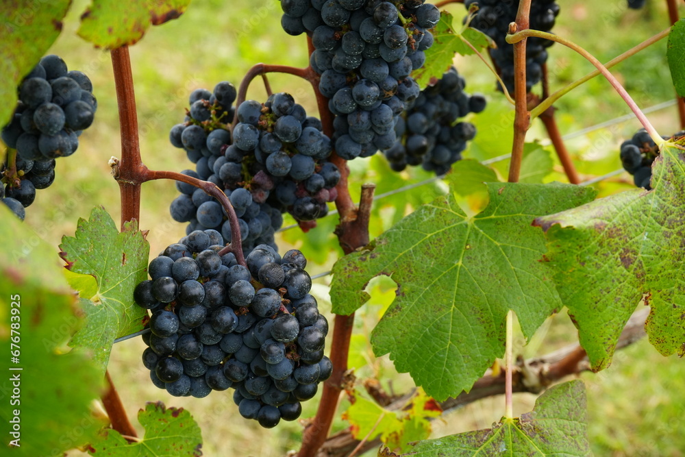 Autumn Scenery of Vineyard in Yamanashi, Japan - 日本 山梨 ワイナリー 葡萄畑