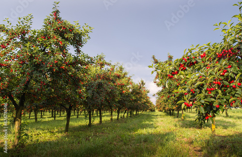 Ripe sour cherry trees orchard fields