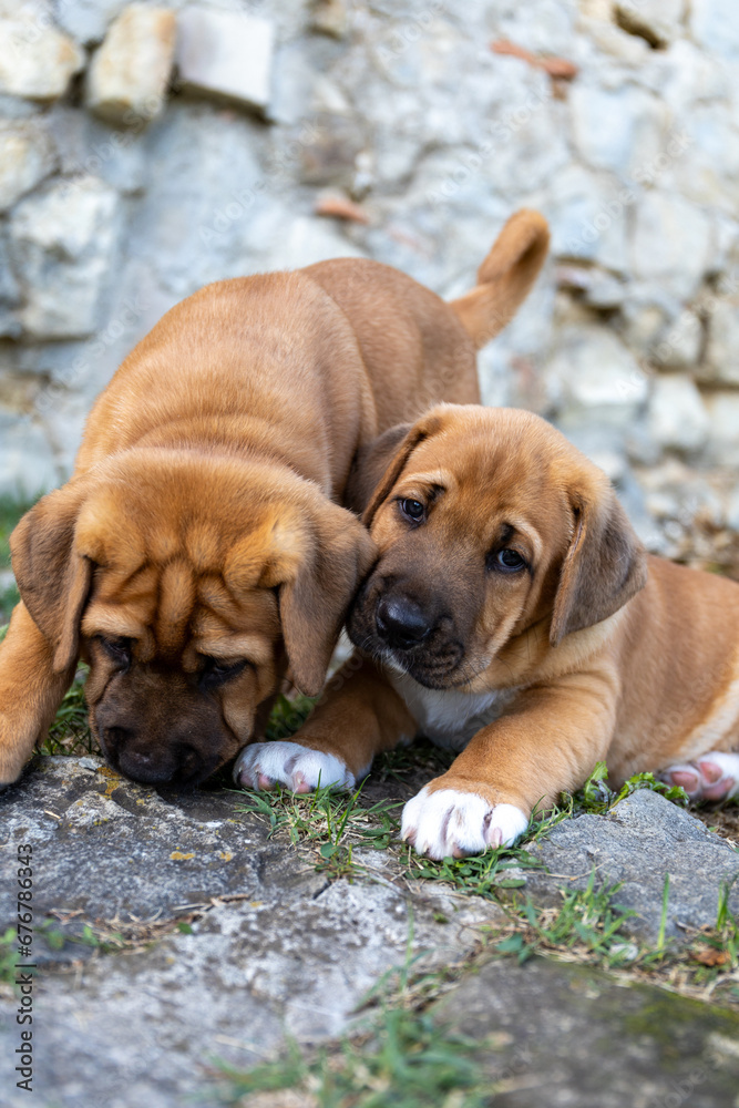 Portrait of two cute, fluffy, plump Broholmer puppies, one month old, male danish molossian or mastiff breed, playing outdoors.