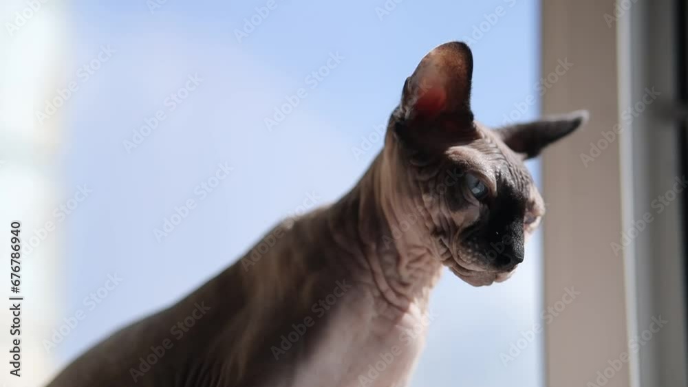 The Canadian Sphynx is sitting on the windowsill in the room on a sunny day. The Canadian Sphynx is basking in the sun on the windowsill. Portrait of the Canadian Sphynx. Horizontal orientation video. The Canadian Sphynx is sitting on the windowsill in the room on a sunny day. The Canadian Sphynx is basking in the sun on the windowsill. Portrait of the Canadian Sphynx. Horizontal orientation video.
