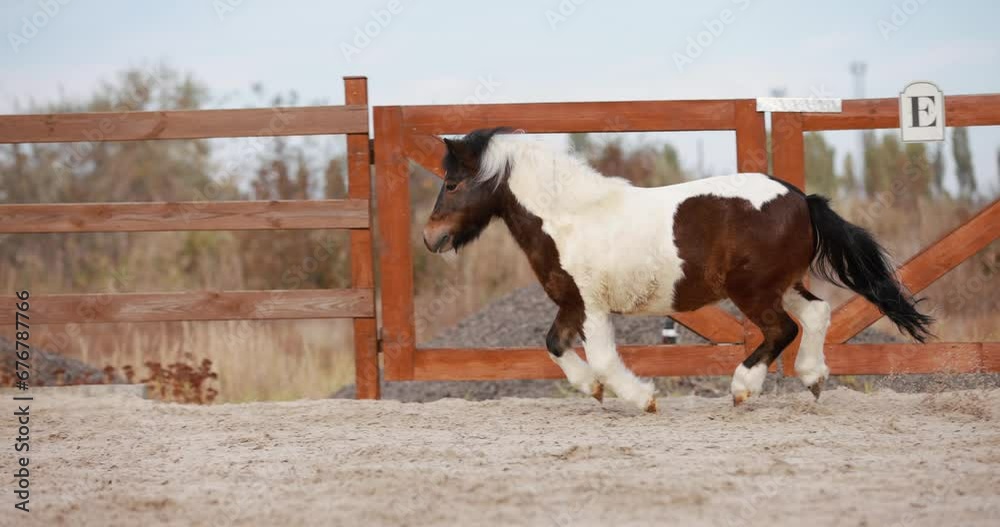 Little pony running gallop at outdoor arena, slow motion Little pony running gallop at outdoor arena, slow motion