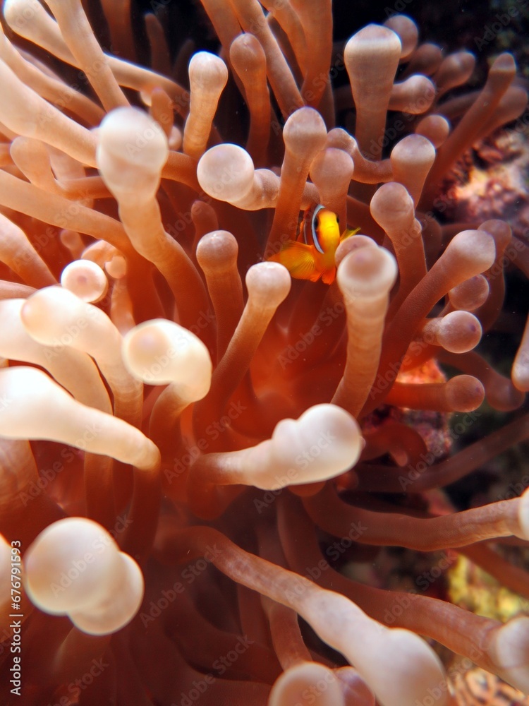red sea clownfish red sea clownfish