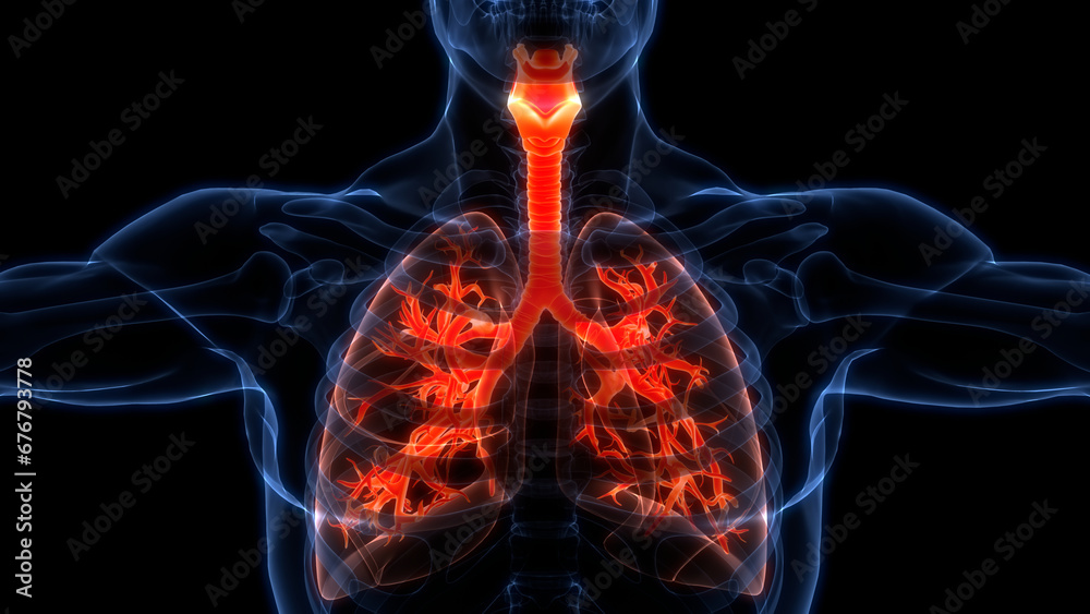 Human Respiratory System Lungs Anatomy Human Respiratory System Lungs Anatomy