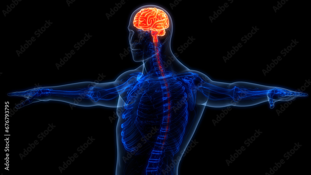 Obraz premium Central Organ of Human Nervous System Brain Anatomy