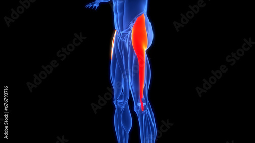Human Muscular System Leg Muscles Tensor Fasciae Latae Muscles Anatomy photo