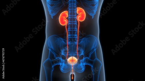 Human urinary System Kidneys with Bladder Anatomy