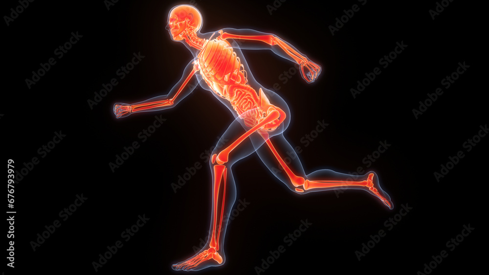 Human Skeleton System Bone Joints Anatomy