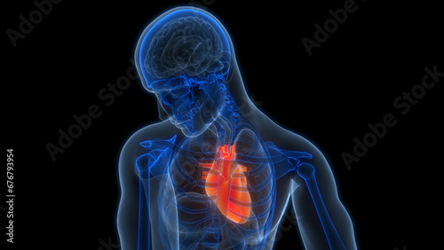 Human Circulatory System Heart Anatomy