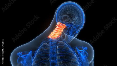 Spinal Cord Vertebral Column Cervical Vertebrae of Human Skeleton System Anatomy