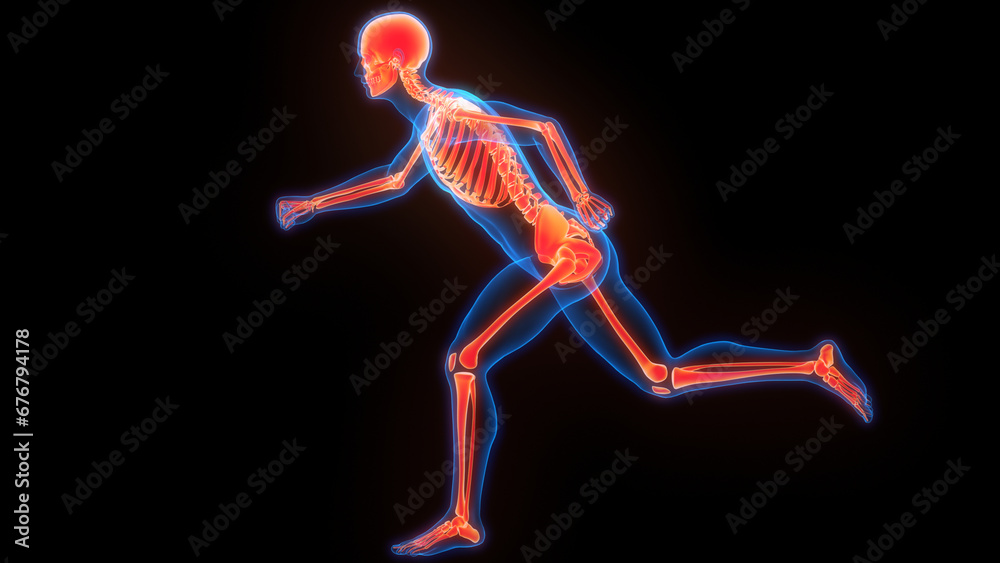 Human Skeleton System Bone Joints Anatomy Human Skeleton System Bone Joints Anatomy