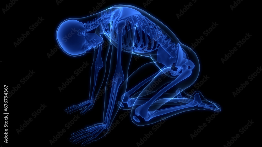 Human Skeleton System Bone Joints Anatomy Human Skeleton System Bone Joints Anatomy