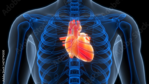 Human Circulatory System Heart Anatomy photo