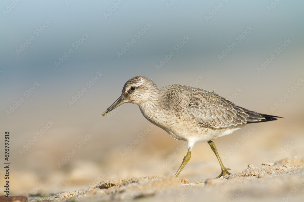 Shorebird - juvenile Calidris canutus, Red Knot on the Baltic Sea shore, migratory bird Poland Europe Shorebird - juvenile Calidris canutus, Red Knot on the Baltic Sea shore, migratory bird Poland Europe