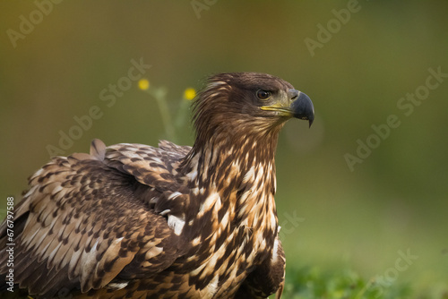 Birds of prey - Majestic predator White-tailed eagle, Haliaeetus albicilla in Poland wild nature