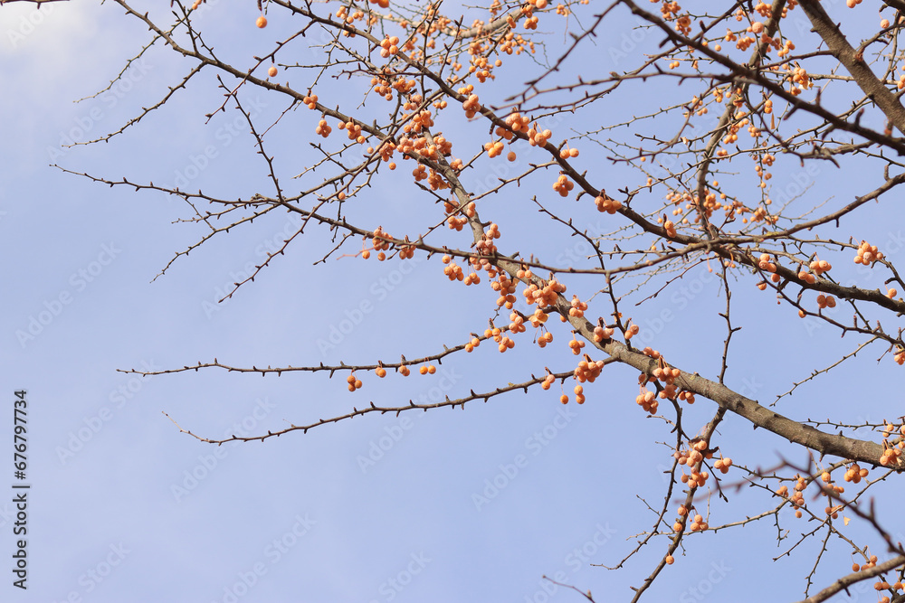 Ginkgo tree in autumn. Orange fruits on tree branches against the sky. Change of season in nature. Ripe ginkgo fruits Ginkgo tree in autumn. Orange fruits on tree branches against the sky. Change of season in nature. Ripe ginkgo fruits
