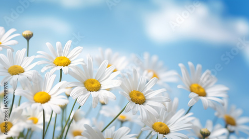Closeup of blooming daisies in front of cloudy blue sky 