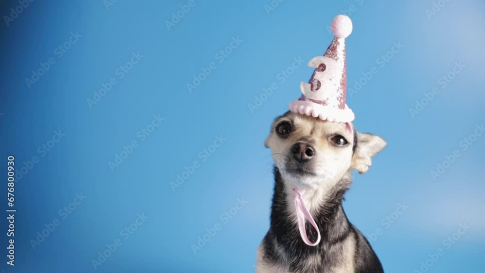 dog in a birthday hat, funny happy pet, animal birthday party