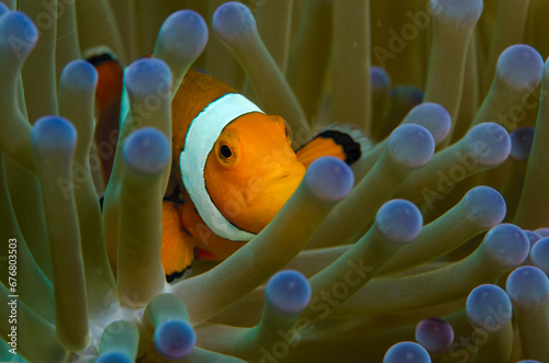 Clownfish and Anemone © Gina Lusardi